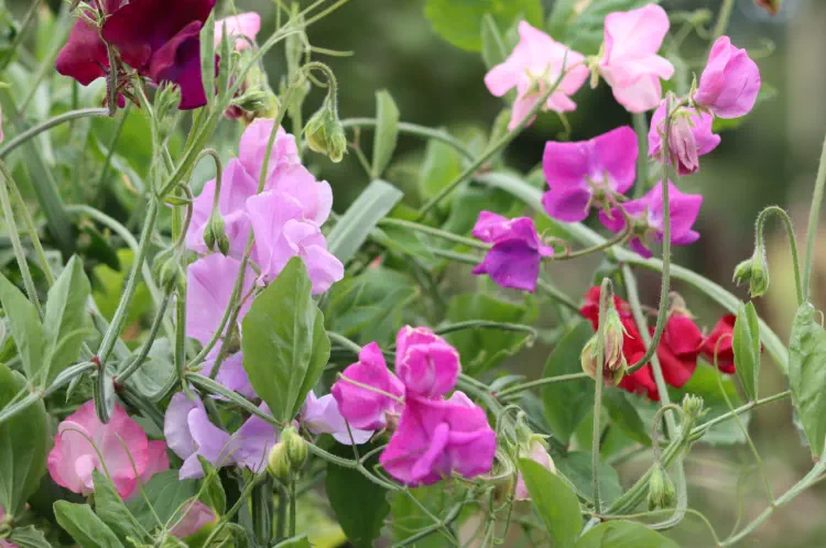 Best Sweet Peas Seeds For Scent And Cutting